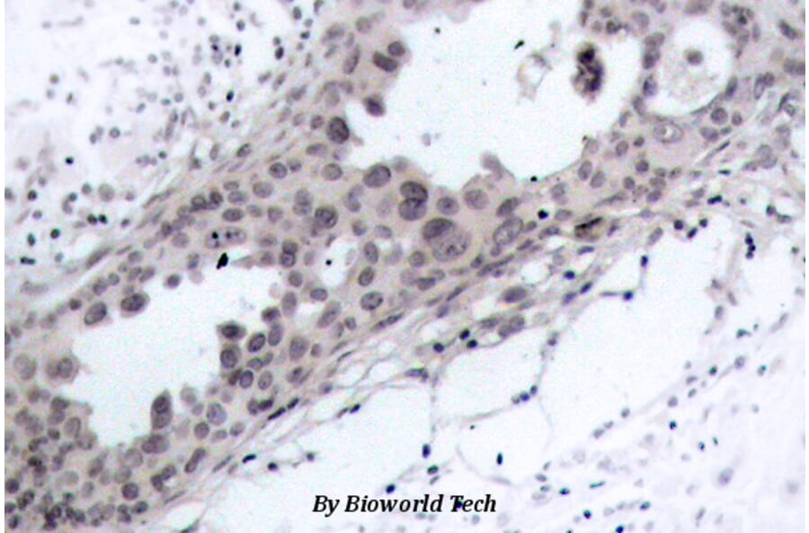Anti-PTEN (D375) Antibody from Bioworld Technology (BS1305) - Antibodies.com