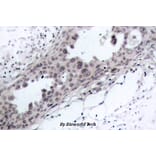 Anti-PTEN (D375) Antibody from Bioworld Technology (BS1305) - Antibodies.com