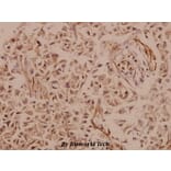 Anti-PYK2 (R875) Antibody from Bioworld Technology (BS1306) - Antibodies.com