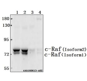 Anti-Raf-1 (Q253) Antibody from Bioworld Technology (BS1307) - Antibodies.com