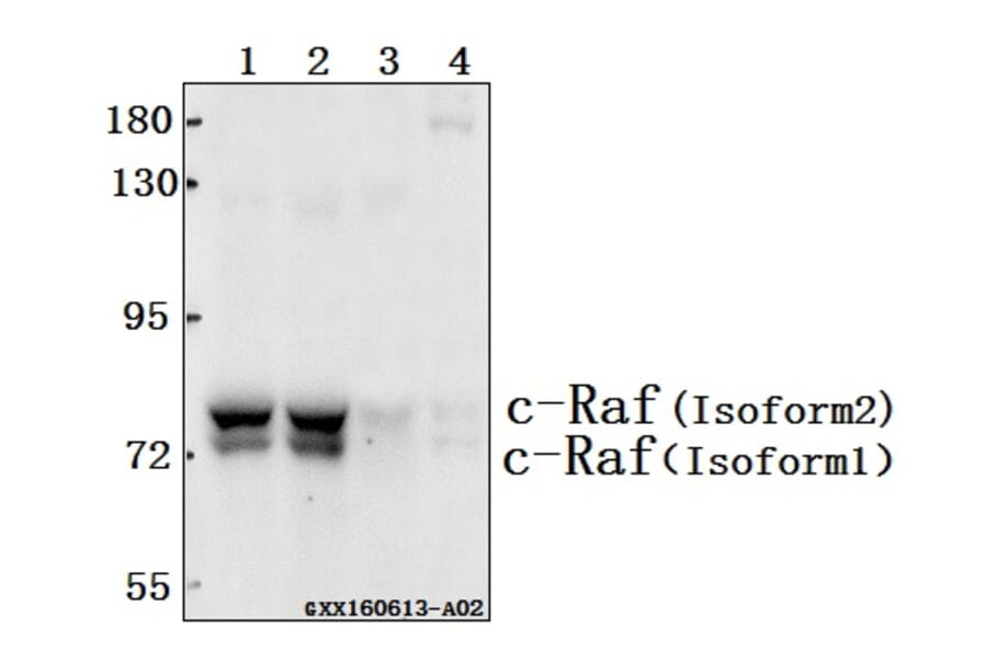 Anti-Raf-1 (Q253) Antibody from Bioworld Technology (BS1307) - Antibodies.com