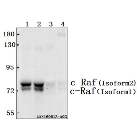 Anti-Raf-1 (Q253) Antibody from Bioworld Technology (BS1307) - Antibodies.com