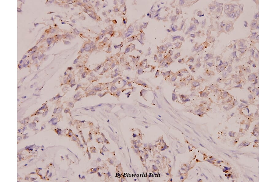 Anti-Raf-1 (Q253) Antibody from Bioworld Technology (BS1307) - Antibodies.com