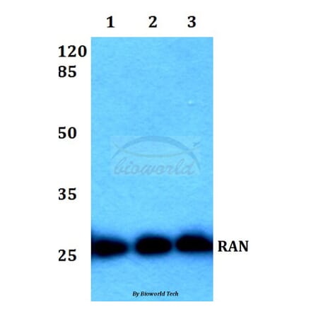 Anti-RAN (E202) Antibody from Bioworld Technology (BS1308) - Antibodies.com