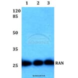 Anti-RAN (E202) Antibody from Bioworld Technology (BS1308) - Antibodies.com