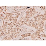 Anti-RAN (E202) Antibody from Bioworld Technology (BS1308) - Antibodies.com