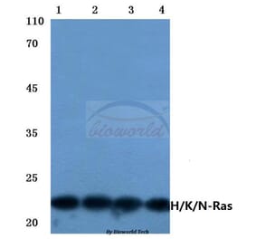 Anti-Ras (H27) Antibody from Bioworld Technology (BS1309) - Antibodies.com