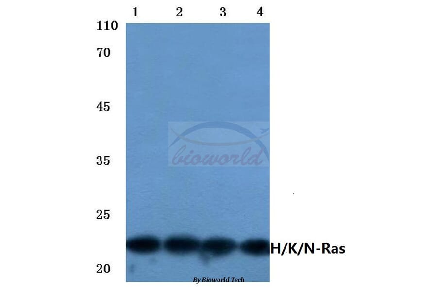 Anti-Ras (H27) Antibody from Bioworld Technology (BS1309) - Antibodies.com