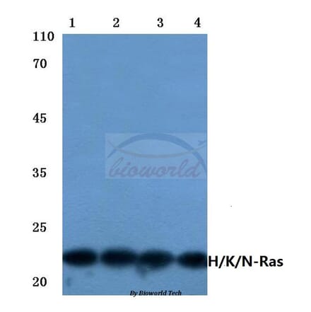 Anti-Ras (H27) Antibody from Bioworld Technology (BS1309) - Antibodies.com