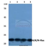 Anti-Ras (H27) Antibody from Bioworld Technology (BS1309) - Antibodies.com