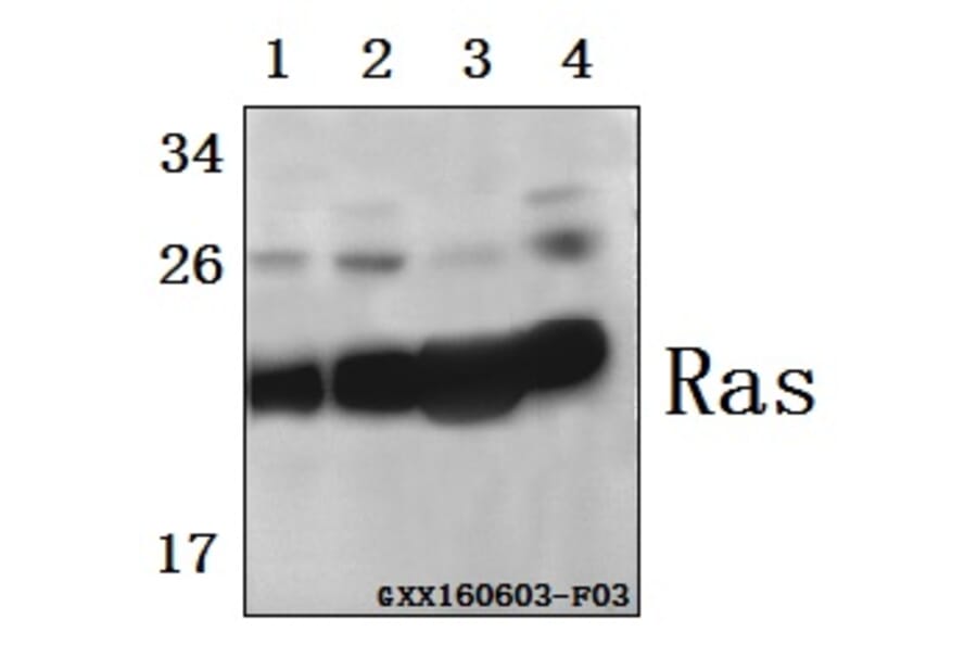 Anti-Ras (H27) Antibody from Bioworld Technology (BS1309) - Antibodies.com