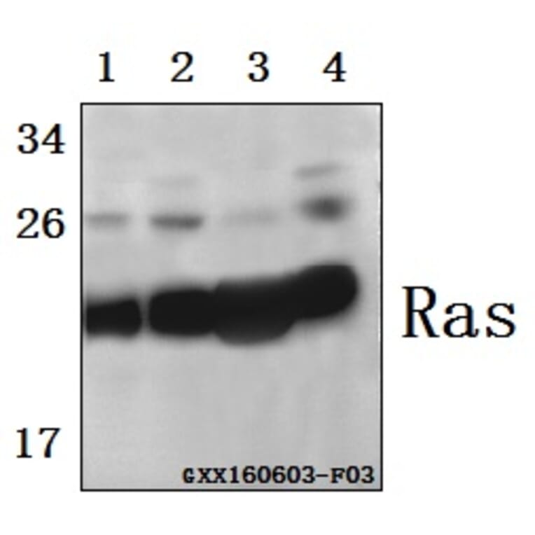 Anti-Ras (H27) Antibody from Bioworld Technology (BS1309) - Antibodies.com