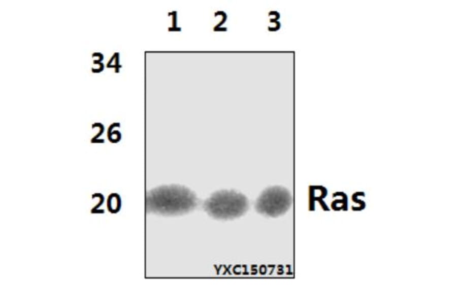Anti-Ras (H27) Antibody from Bioworld Technology (BS1309) - Antibodies.com