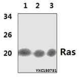 Anti-Ras (H27) Antibody from Bioworld Technology (BS1309) - Antibodies.com