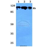 Anti-Rb (P789) Antibody from Bioworld Technology (BS1311) - Antibodies.com
