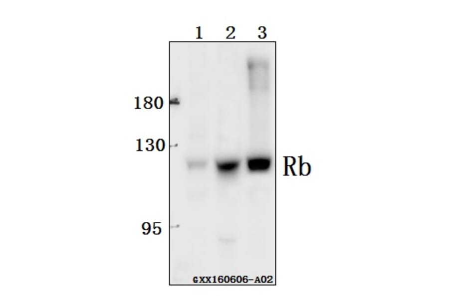 Anti-Rb (P789) Antibody from Bioworld Technology (BS1311) - Antibodies.com