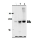 Anti-Rb (P789) Antibody from Bioworld Technology (BS1311) - Antibodies.com