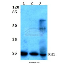 Anti-Rit1 (W204) Antibody from Bioworld Technology (BS1317) - Antibodies.com