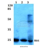 Anti-Rit1 (W204) Antibody from Bioworld Technology (BS1317) - Antibodies.com