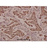 Anti-S100 α (A18) Antibody from Bioworld Technology (BS1318) - Antibodies.com