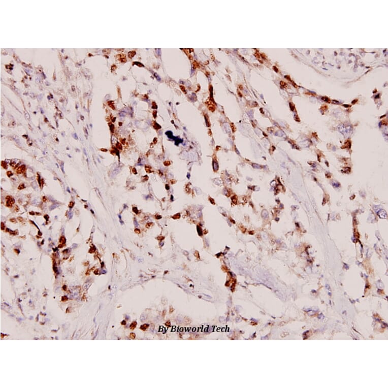 Anti-MEK-4 (V255) Antibody from Bioworld Technology (BS1319) - Antibodies.com