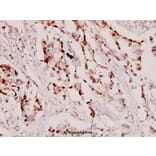 Anti-MEK-4 (V255) Antibody from Bioworld Technology (BS1319) - Antibodies.com