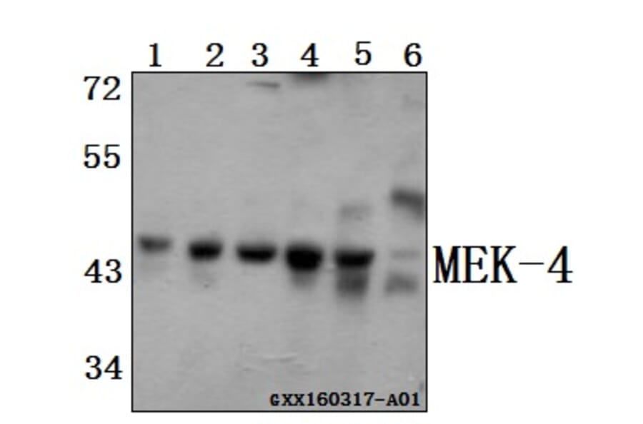 Anti-MEK-4 (E74) Antibody from Bioworld Technology (BS1320) - Antibodies.com