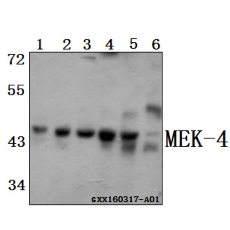 Anti-MEK-4 (E74) Antibody from Bioworld Technology (BS1320) - Antibodies.com