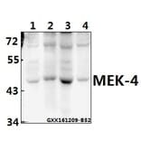 Anti-MEK-4 (E74) Antibody from Bioworld Technology (BS1320) - Antibodies.com