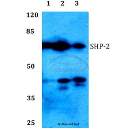 Anti-SHP-2 (K536) Antibody from Bioworld Technology (BS1322) - Antibodies.com