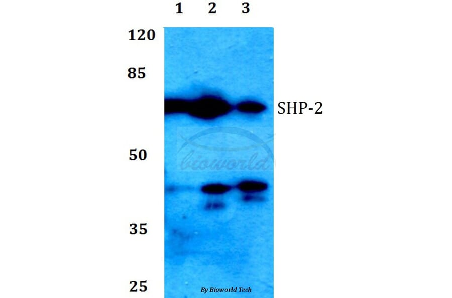 Anti-SHP-2 (K536) Antibody from Bioworld Technology (BS1322) - Antibodies.com