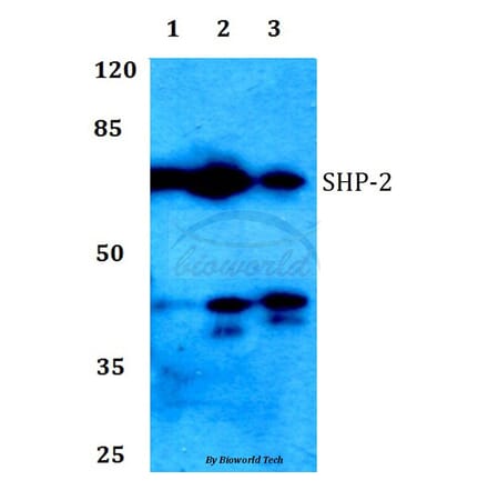Anti-SHP-2 (K536) Antibody from Bioworld Technology (BS1322) - Antibodies.com