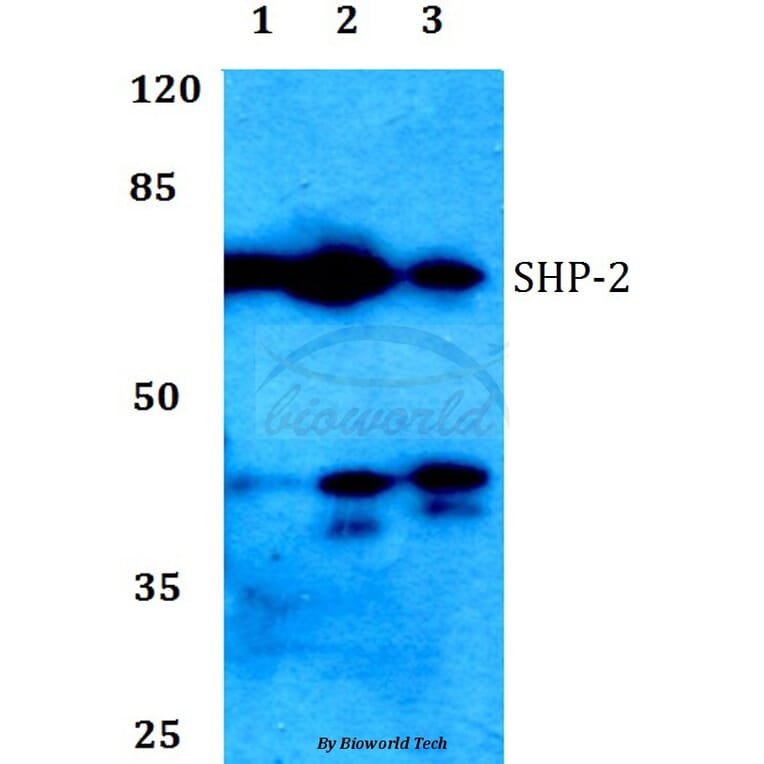 Anti-SHP-2 (K536) Antibody from Bioworld Technology (BS1322) - Antibodies.com