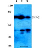 Anti-SHP-2 (K536) Antibody from Bioworld Technology (BS1322) - Antibodies.com