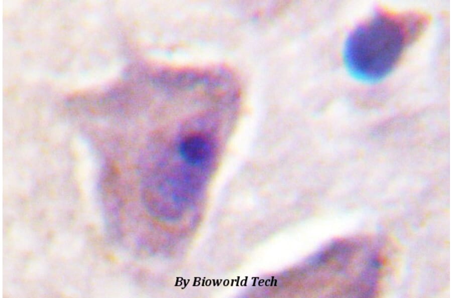 Anti-SHP-2 (K536) Antibody from Bioworld Technology (BS1322) - Antibodies.com