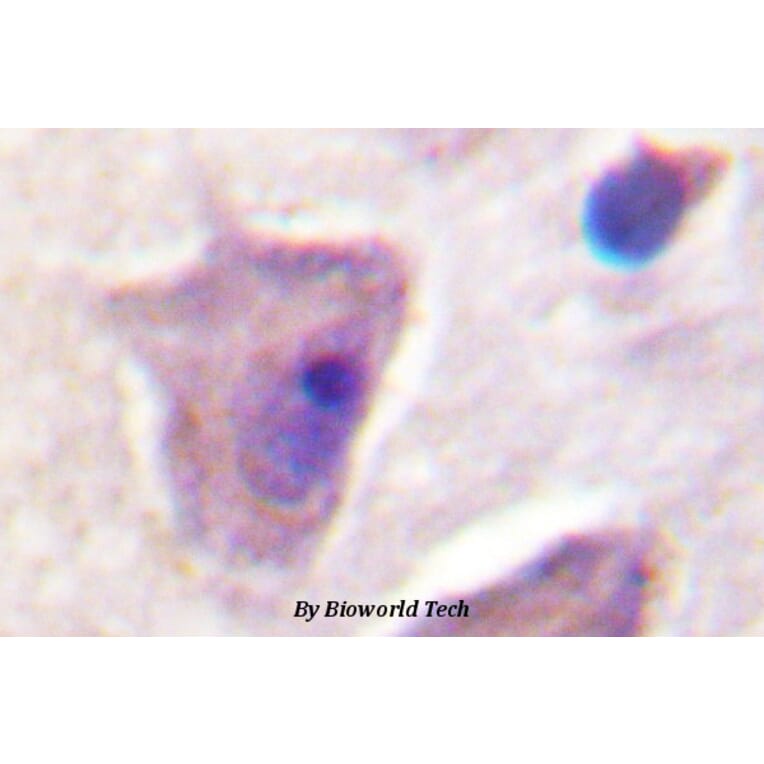 Anti-SHP-2 (K536) Antibody from Bioworld Technology (BS1322) - Antibodies.com