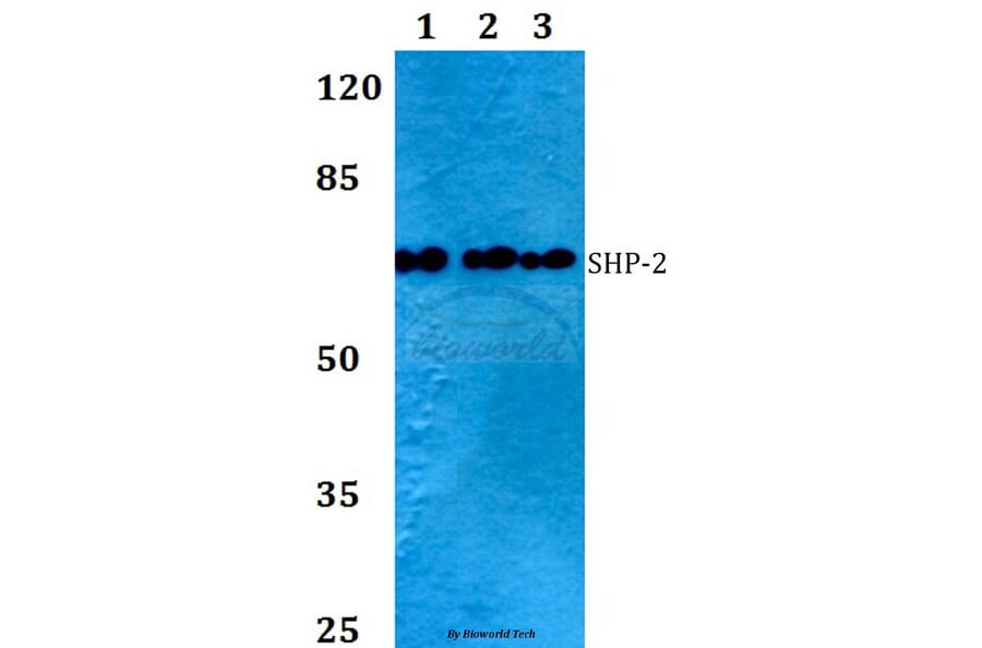 Anti-SHP-2 (S350) Antibody from Bioworld Technology (BS1323) - Antibodies.com