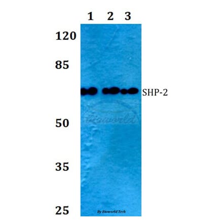 Anti-SHP-2 (S350) Antibody from Bioworld Technology (BS1323) - Antibodies.com