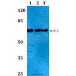 Anti-SHP-2 (S350) Antibody from Bioworld Technology (BS1323) - Antibodies.com