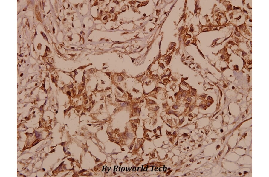 Anti-SHP-2 (S350) Antibody from Bioworld Technology (BS1323) - Antibodies.com