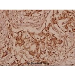 Anti-SHP-2 (S350) Antibody from Bioworld Technology (BS1323) - Antibodies.com