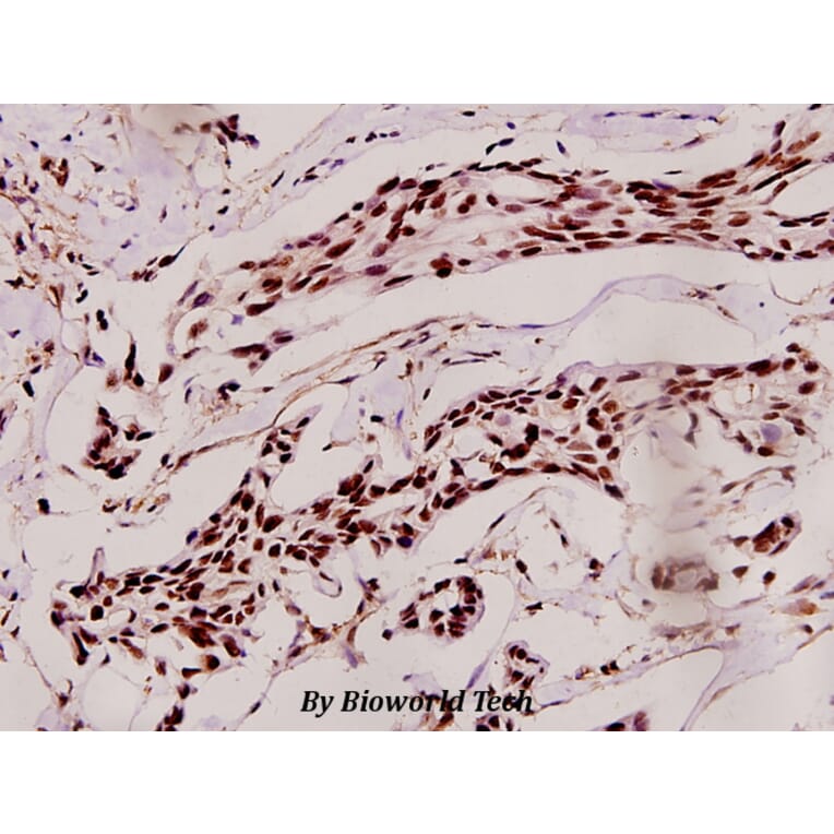 Anti-Skp2 p45 (P399) Antibody from Bioworld Technology (BS1325) - Antibodies.com