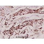 Anti-Skp2 p45 (P399) Antibody from Bioworld Technology (BS1325) - Antibodies.com