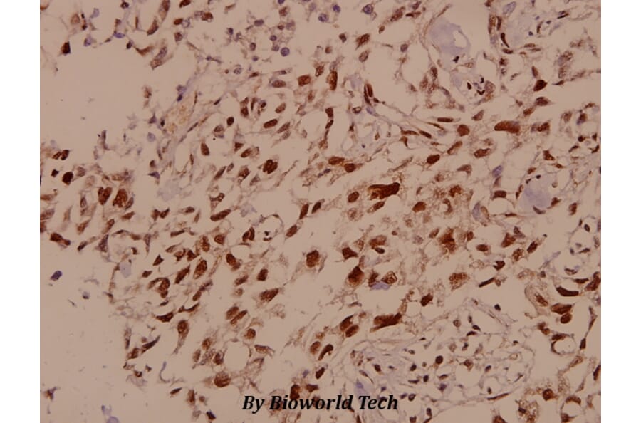 Anti-SMC 1 (S951) Antibody from Bioworld Technology (BS1326) - Antibodies.com