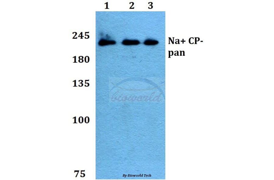 Anti-Na+ CP-pan (K1493) Antibody from Bioworld Technology (BS1328) - Antibodies.com