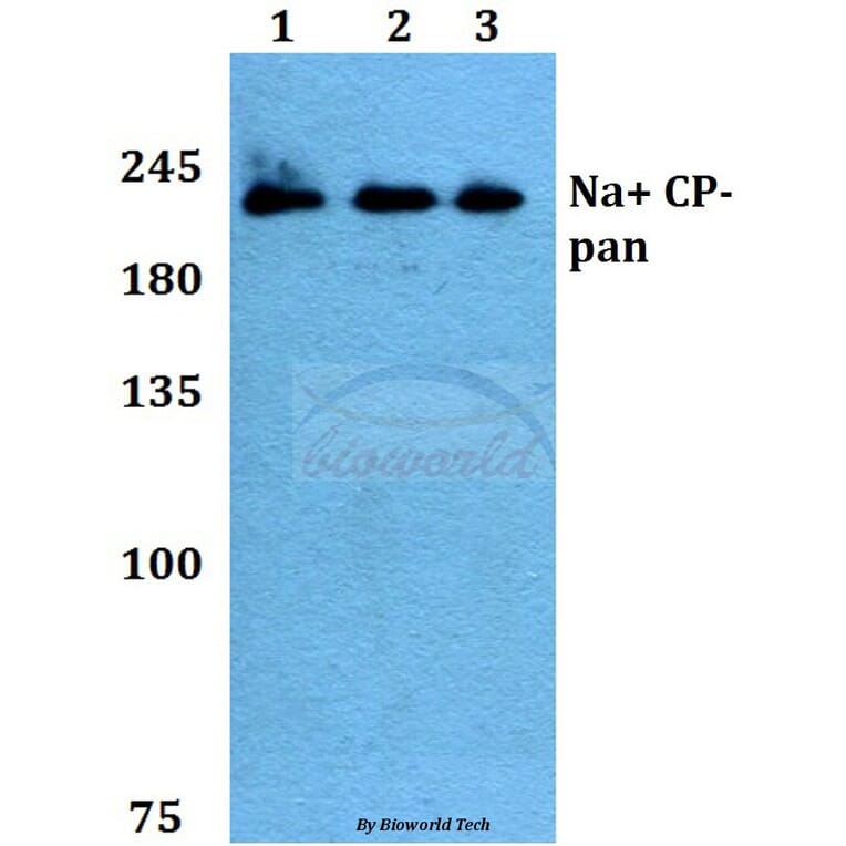 Anti-Na+ CP-pan (K1493) Antibody from Bioworld Technology (BS1328) - Antibodies.com
