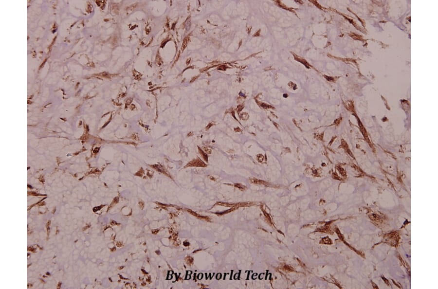 Anti-Na+ CP-pan (K1493) Antibody from Bioworld Technology (BS1328) - Antibodies.com