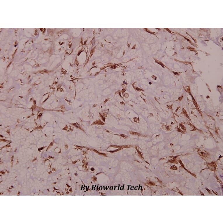 Anti-Na+ CP-pan (K1493) Antibody from Bioworld Technology (BS1328) - Antibodies.com