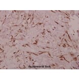 Anti-Na+ CP-pan (K1493) Antibody from Bioworld Technology (BS1328) - Antibodies.com