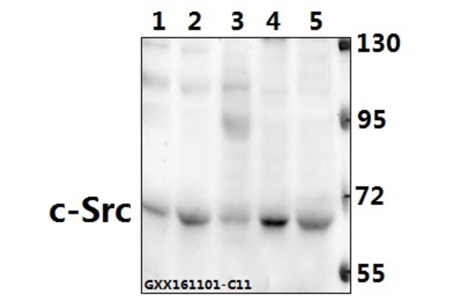 Anti-c-Src (L412) Antibody from Bioworld Technology (BS1330) - Antibodies.com